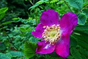27 Rosa canina